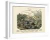 Molluscs, C.1860-null-Framed Giclee Print