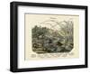 Molluscs, C.1860-null-Framed Giclee Print