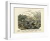 Molluscs, C.1860-null-Framed Giclee Print