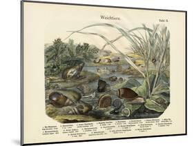 Molluscs, C.1860-null-Mounted Giclee Print