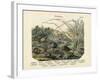 Molluscs, C.1860-null-Framed Giclee Print