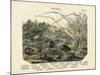 Molluscs, C.1860-null-Mounted Giclee Print