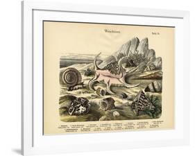 Molluscs, C.1860-null-Framed Giclee Print