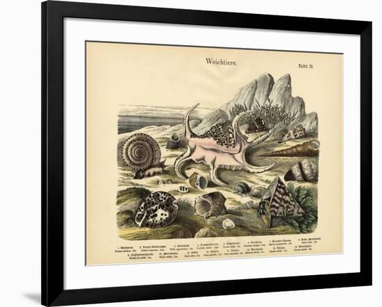 Molluscs, C.1860-null-Framed Giclee Print