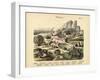 Molluscs, C.1860-null-Framed Giclee Print