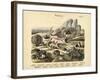 Molluscs, C.1860-null-Framed Giclee Print