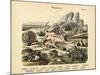 Molluscs, C.1860-null-Mounted Giclee Print
