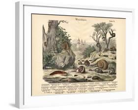 Molluscs, C.1860-null-Framed Giclee Print