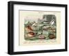 Molluscs, C.1860-null-Framed Giclee Print