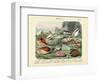 Molluscs, C.1860-null-Framed Giclee Print