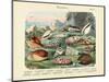 Molluscs, C.1860-null-Mounted Giclee Print