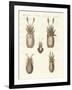 Molluscs or Soft Worms-null-Framed Giclee Print