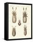 Molluscs or Soft Worms-null-Framed Stretched Canvas