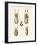 Molluscs or Soft Worms-null-Framed Giclee Print