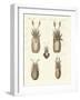 Molluscs or Soft Worms-null-Framed Giclee Print