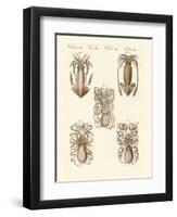 Molluscs or Soft Worms-null-Framed Premium Giclee Print