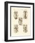 Molluscs or Soft Worms-null-Framed Premium Giclee Print