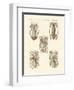 Molluscs or Soft Worms-null-Framed Premium Giclee Print