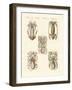 Molluscs or Soft Worms-null-Framed Giclee Print