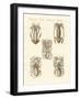 Molluscs or Soft Worms-null-Framed Giclee Print