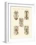 Molluscs or Soft Worms-null-Framed Giclee Print