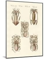 Molluscs or Soft Worms-null-Mounted Giclee Print