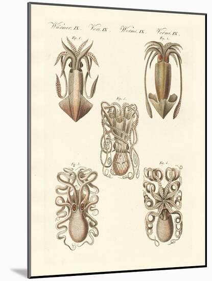 Molluscs or Soft Worms-null-Mounted Giclee Print