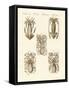 Molluscs or Soft Worms-null-Framed Stretched Canvas
