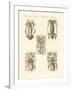 Molluscs or Soft Worms-null-Framed Giclee Print