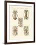 Molluscs or Soft Worms-null-Framed Giclee Print