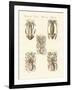 Molluscs or Soft Worms-null-Framed Giclee Print