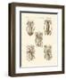 Molluscs or Soft Worms-null-Framed Giclee Print