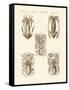 Molluscs or Soft Worms-null-Framed Stretched Canvas