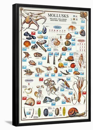 Mollusks Breeds Of The World (Italian)-null-Framed Poster