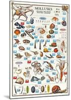 Mollusks Breeds Of The World (Italian)-null-Mounted Poster