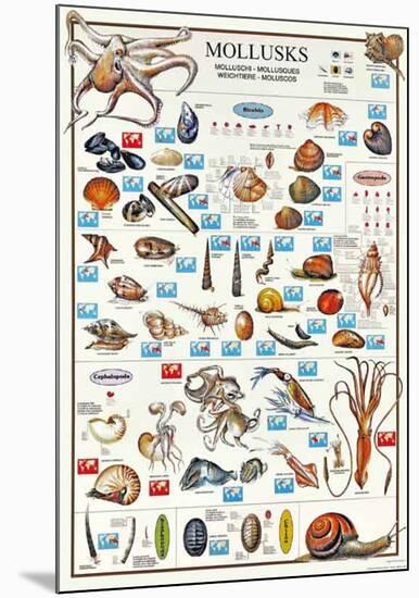 Mollusks Breeds Of The World (Italian)-null-Mounted Poster