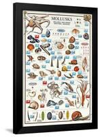 Mollusks Breeds Of The World (Italian)-null-Framed Poster