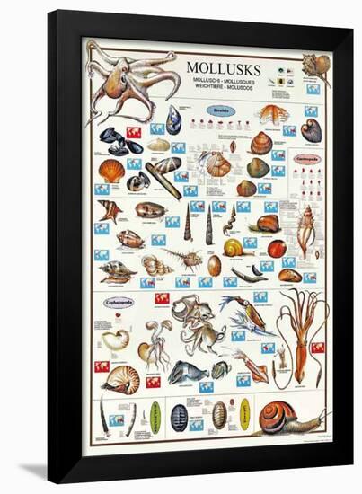 Mollusks Breeds Of The World (Italian)-null-Framed Poster