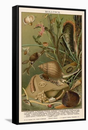 Mollusks / Sealife-null-Framed Stretched Canvas