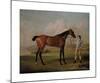 Molly Long-Legs with her Jockey-George Stubbs-Mounted Premium Giclee Print