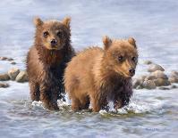 Afternoon Swim (Bear Cubs)-Molly Sims-Giclee Print