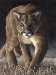 Emerging (Cougar)-Molly Sims-Stretched Canvas