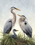 Young Family (Herons)-Molly Sims-Stretched Canvas