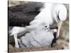 Mollymawk Chick with Adult Bird on Nest. Falkland Islands-Martin Zwick-Stretched Canvas