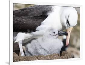 Mollymawk Chick with Adult Bird on Nest. Falkland Islands-Martin Zwick-Framed Photographic Print