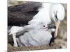 Mollymawk Chick with Adult Bird on Nest. Falkland Islands-Martin Zwick-Mounted Photographic Print
