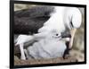 Mollymawk Chick with Adult Bird on Nest. Falkland Islands-Martin Zwick-Framed Photographic Print