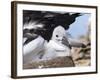 Mollymawk Chick with Adult Bird on Nest. Falkland Islands-Martin Zwick-Framed Photographic Print