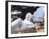 Mollymawk Chick with Adult Bird on Nest. Falkland Islands-Martin Zwick-Framed Photographic Print