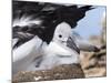 Mollymawk Chick with Adult Bird on Nest. Falkland Islands-Martin Zwick-Mounted Photographic Print